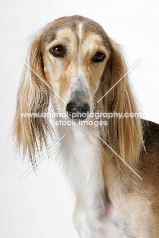 Asutralian Champion Saluki, looking away