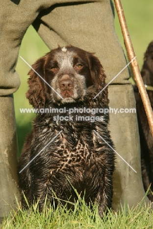 English Cocker Spaniel in countryside