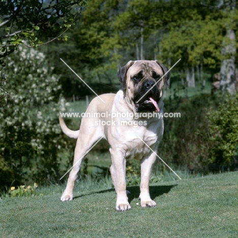 champion weatherhill thor, mastiff in garden