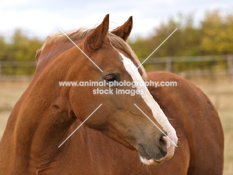 Welsh Cob (section d) portrait