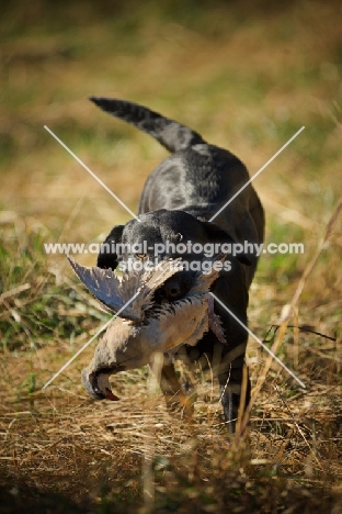 black labrador retriever retrieving grouse in a field