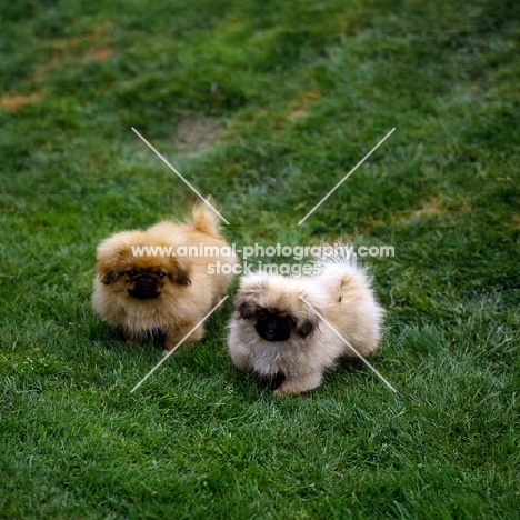 two pekingese puppies