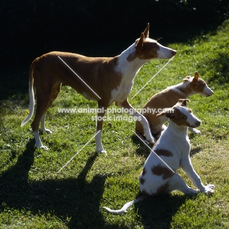 ch paran prima donna, ibizan hound and two puppies on grass