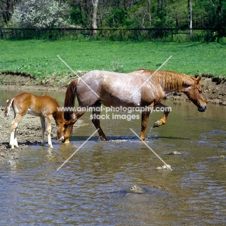quarter horse mare and foal in usa walking through water