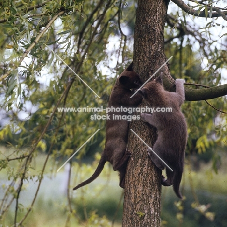 two burmese cats climbing a tree