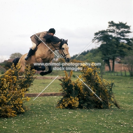 comet, welsh cob (section d) stallion, jumping with rider