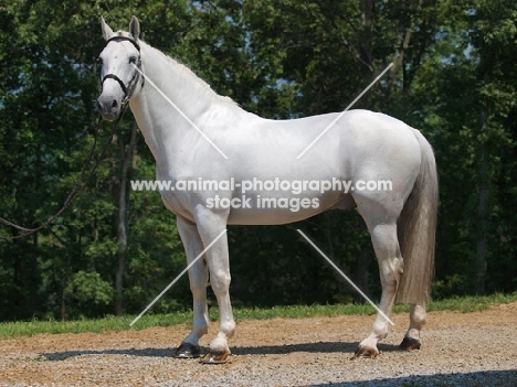 white Holstein horse standing outside