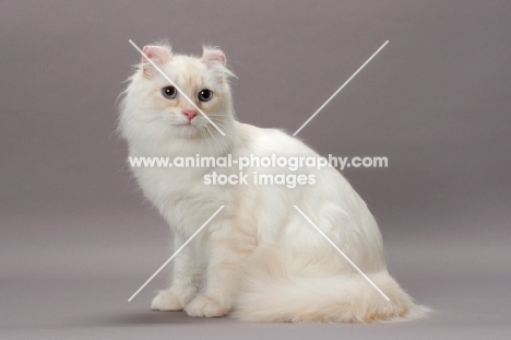 American Curl Longhair cat, sitting down, red silver lynx point