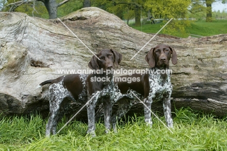 two German Shorthaired Pointers near a log