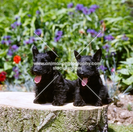 two scottish terrier puppies sat on a log