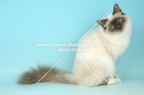 blue point Birman cat sitting in studio