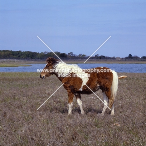 skewbald chincoteague pony  on assateague island