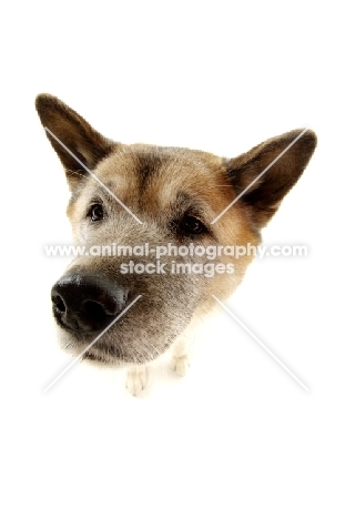 Close up of an Akita's face isolated on a white background