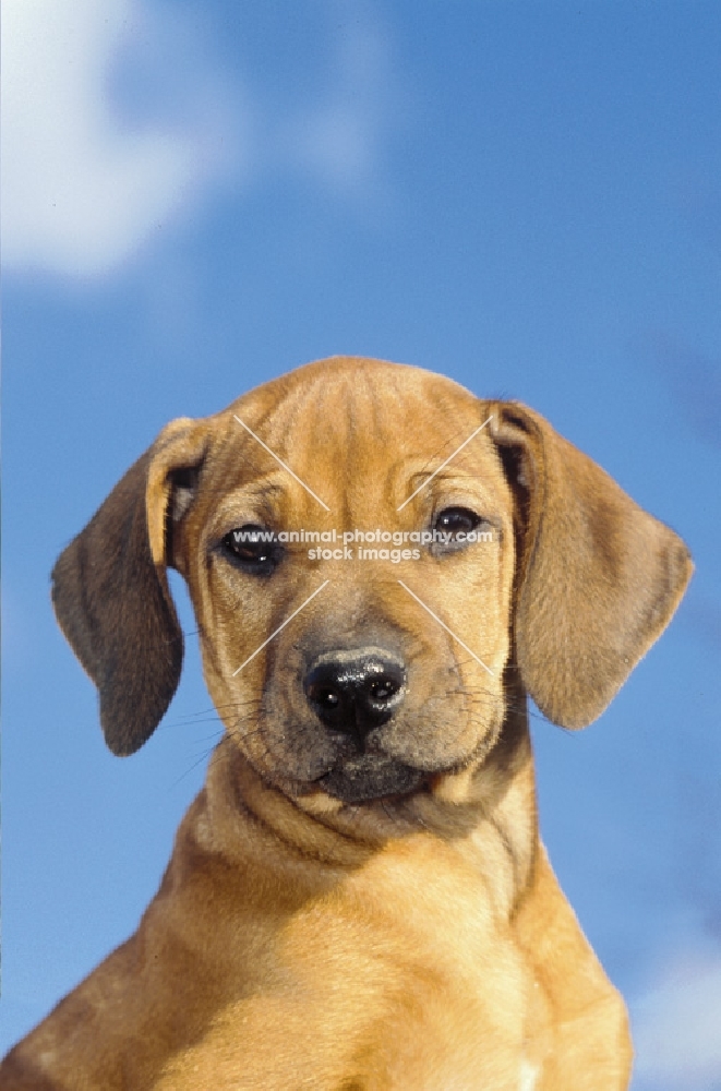 Rhodesian Ridgeback puppy