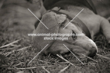 Beagle rolling in the grass