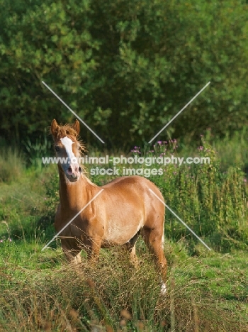 Welsh Cob (section d) near greenery