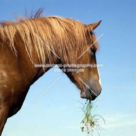 Colourful Finnish Horse, head study with grass, at Ypäjä