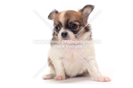 cute longhaired Chihuahua puppy sitting down