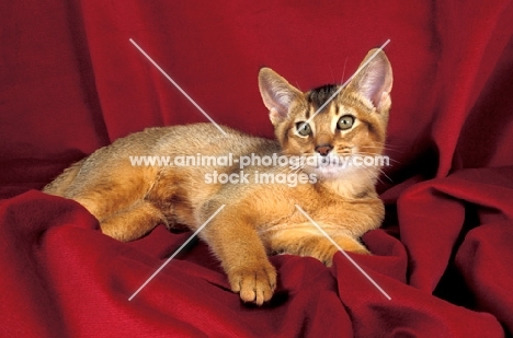 abyssinian kitten lying on red blanket