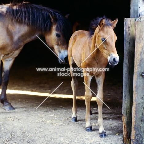 Exmoor foal in a stable