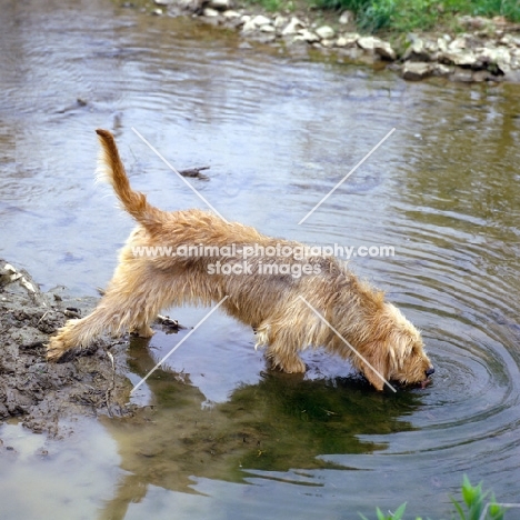 am ch billikin's ragmuffin otterhound drinking from river bank