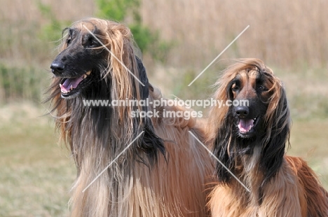 pair of Afghan Hounds