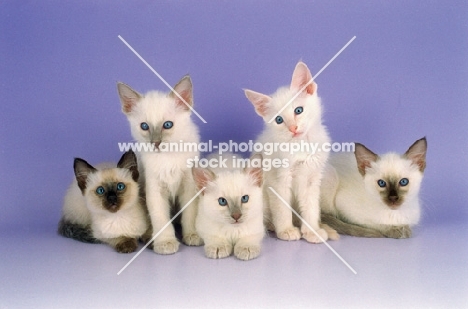 five Balinese kittens