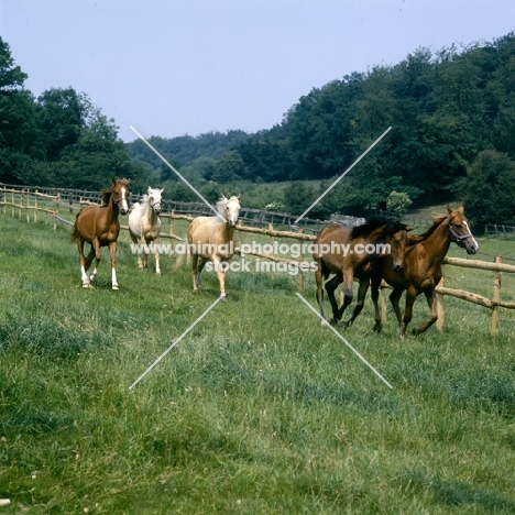 group of palomino, chestnut and bay horses (unknown breed) trotting in field