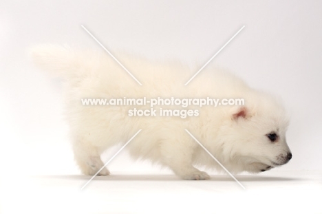 Japanese Spitz puppy walking on white background