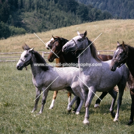 Lipizzaner colts at wilmhelm stopping suddenly