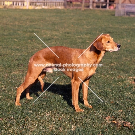 sloopy, smooth coated lurcher