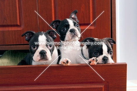 close up of three boston terrier puppies in a drawer