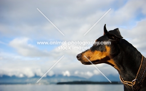 Dobermann profile