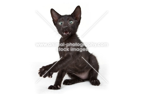 black Peterbald kitten, one leg up