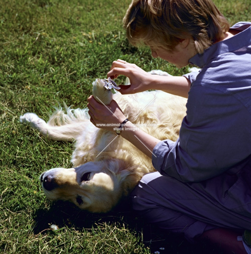 cutting the nails of a golden retriever