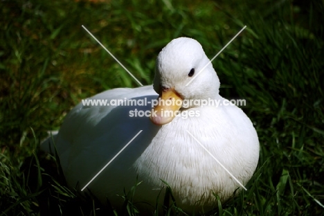 white call duck