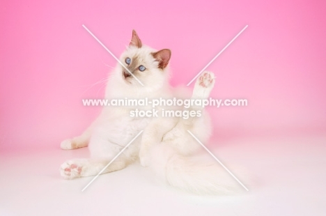 lilac point birman cat, one leg up