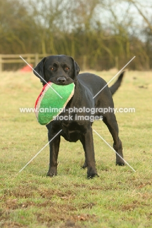 Labrador Retriever with rugby ball