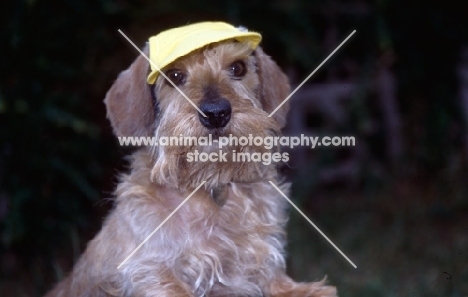  frodo, fluffy coated norfolk terrier  wearing hat