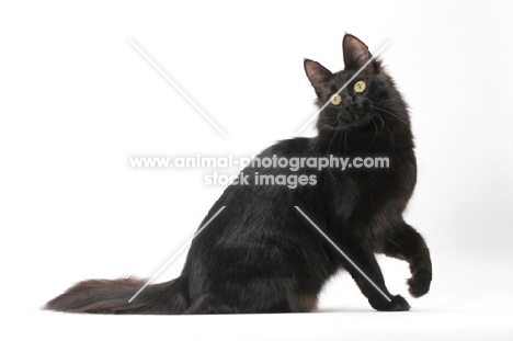 black Turkish Angora cat, sitting