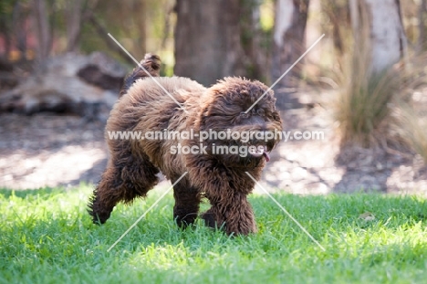 Labradoodle running free