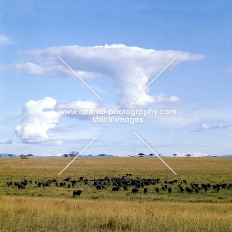 buffalo herd in queen elizabeth np, Uganda