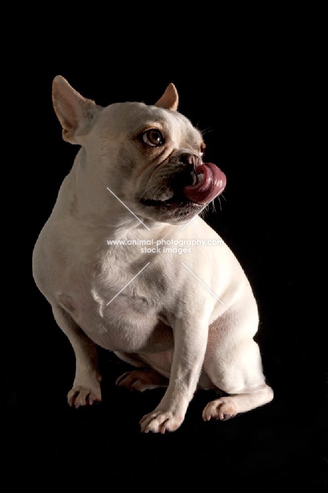 french bulldog licking nose