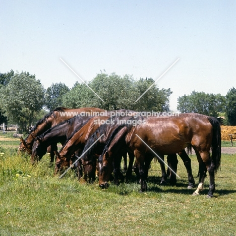 line of Furioso North Star horses grazing at Kiskunsag