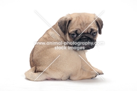 cute Pug puppy, back view