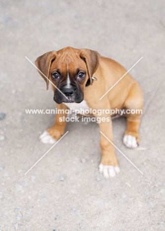 Boxer puppy looking up at camera