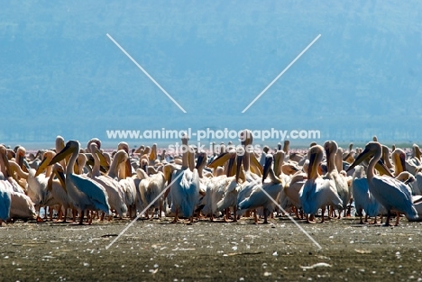 great white pelican at lake nakuru