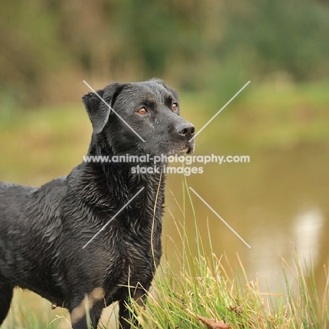 black labrador bitch marking birds  on a shoot. Forend only