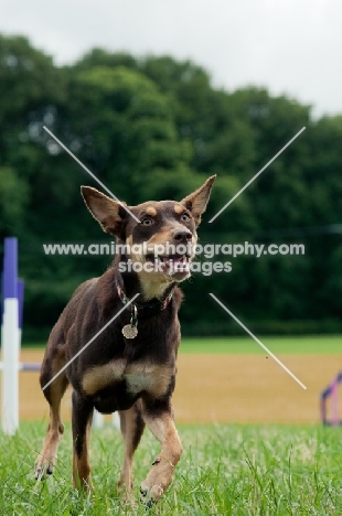 Kelpie in field