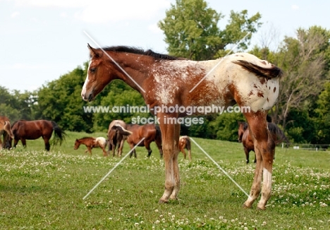 young Appaloosa horse side view